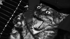 Animals cats monochrome