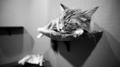 Animals cats monochrome