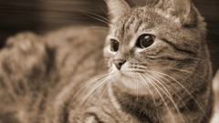 Animals cats monochrome