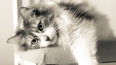 Animals cats monochrome