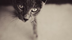 Animals cats monochrome