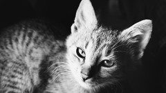 Animals cats monochrome