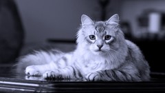 Animals cats monochrome