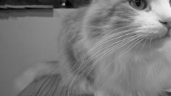 Animals cats monochrome