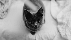 Animals cats monochrome looking up