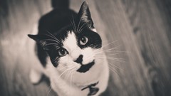 Animals cats monochrome looking up