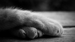 Animals cats monochrome paws