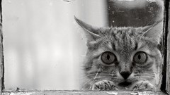 Animals cats monochrome pets