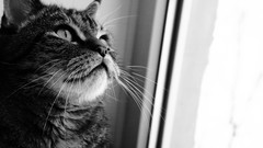 Animals cats monochrome pets