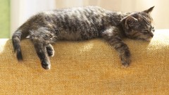 Animals cats morning