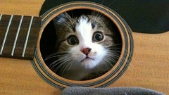 Animals cats musical