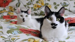 Animals cats mustache beds pets