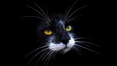 Animals cats muzzle black background