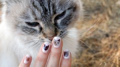 Animals cats nails