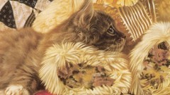 Animals cats national geographic