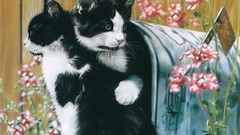 Animals cats national geographic