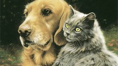 Animals cats national geographic