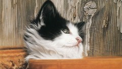 Animals cats national geographic