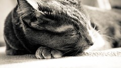 Animals cats natural complex magazine