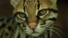Animals cats ocelots