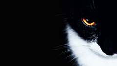 Animals cats orange eyes