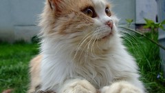 Animals cats orange eyes