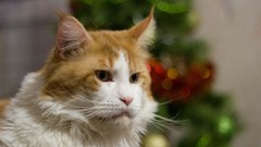 Animals cats orange eyes