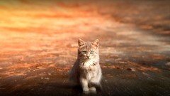 Animals cats orange green eyes