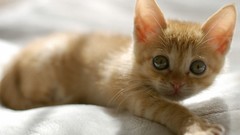 Animals cats orange Kittens pets feline