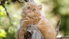 Animals cats orange Persian cat