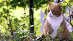 Animals cats outdoors