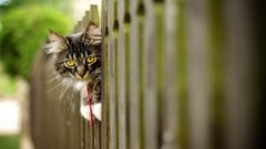 Animals cats outdoors