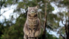 Animals cats outdoors