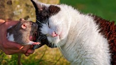 Animals cats outdoors mice Rats