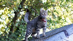 Animals cats outer space