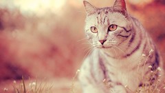 Animals cats outer space