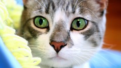 Animals cats outer space