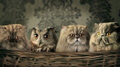 Animals cats owl humor baskets Mammals Birds