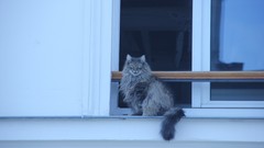 Animals cats Paris windowsill window panes