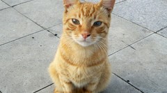 Animals cats pavement