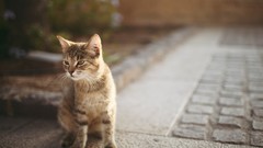 Animals cats pavement outdoors