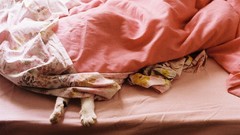 Animals cats paw blanket beds paws pets domestic cat cat paws