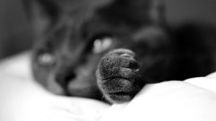 Animals cats paw monochrome depth of field