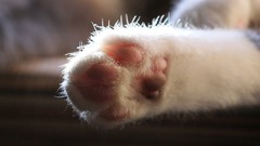 Animals cats paws