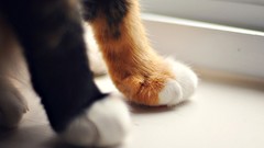 Animals cats paws