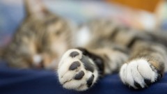 Animals cats paws