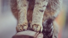 Animals cats paws