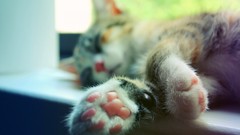 Animals cats paws
