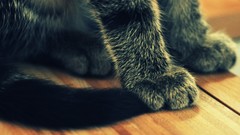 Animals cats paws wooden floor