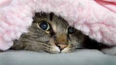 Animals cats peeking